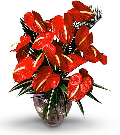 Red Anthuriums